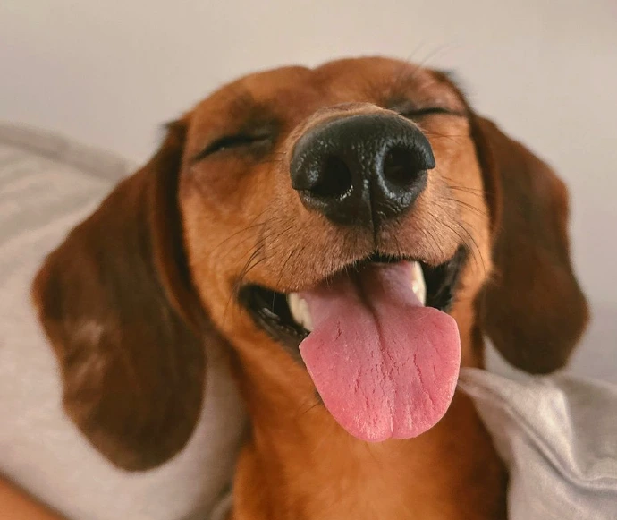 A woman laying on a bed with a dog
