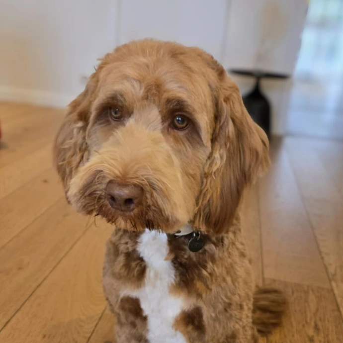 Labradoodle Toilettage Haku