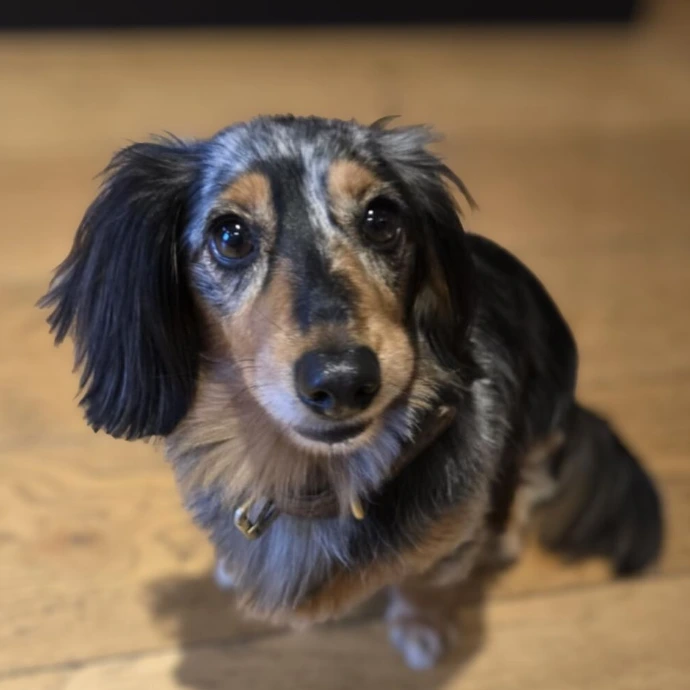 Teckel poil long toilettage Haku